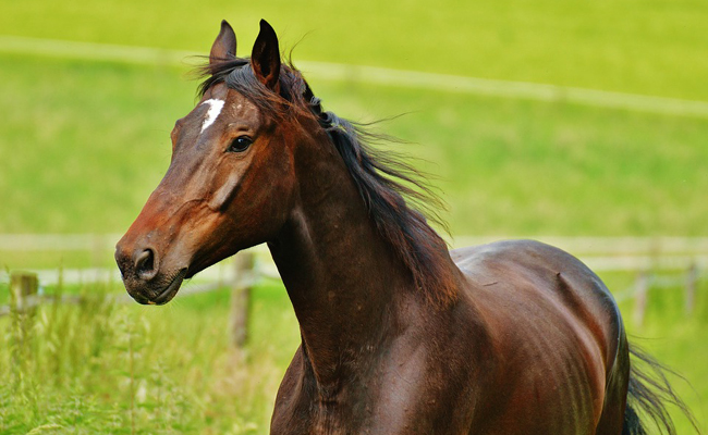 Un remède de cheval