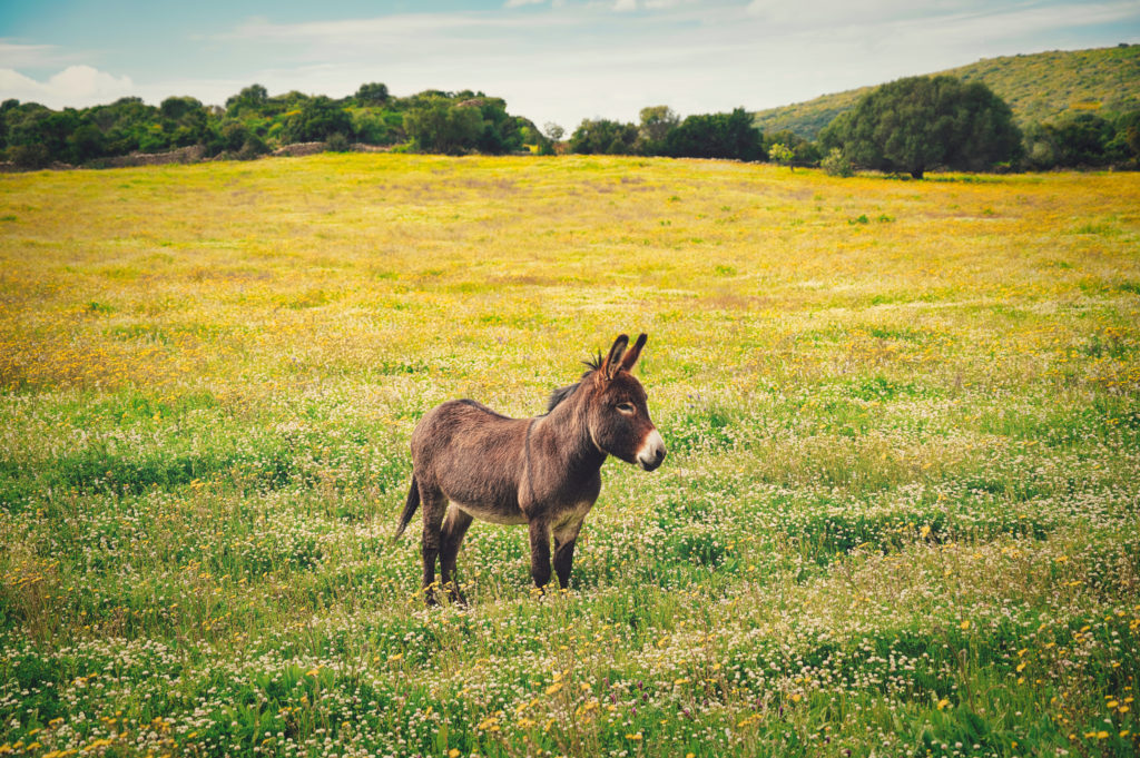 être têtu comme une mule