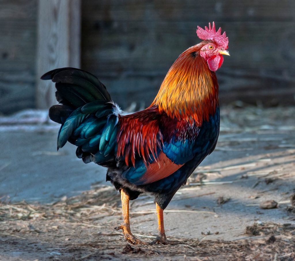 Passer du coq à l'âne