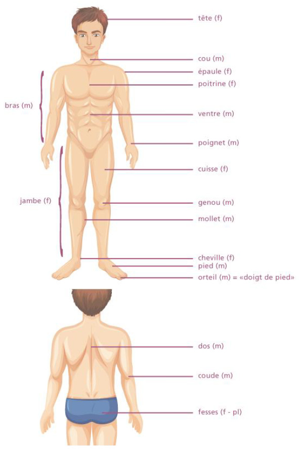 French vocabulary of the body