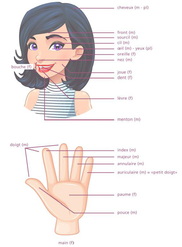 French vocabulary of the face and of the hand