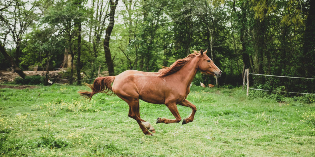 Chassez le naturel, il revient au galop